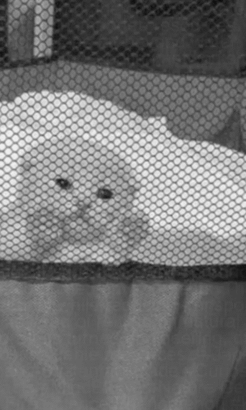 Cat in the carrier