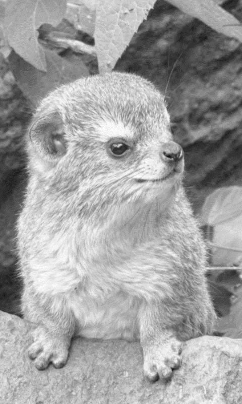 Hyrax on a rock